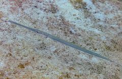 Reef cornetfish (Fistularia commersonii)
