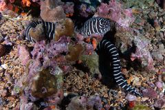 Zebra moray (Gymnomuraena zebra)