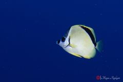 Barberfish (Johnrandallia nigrirostris)