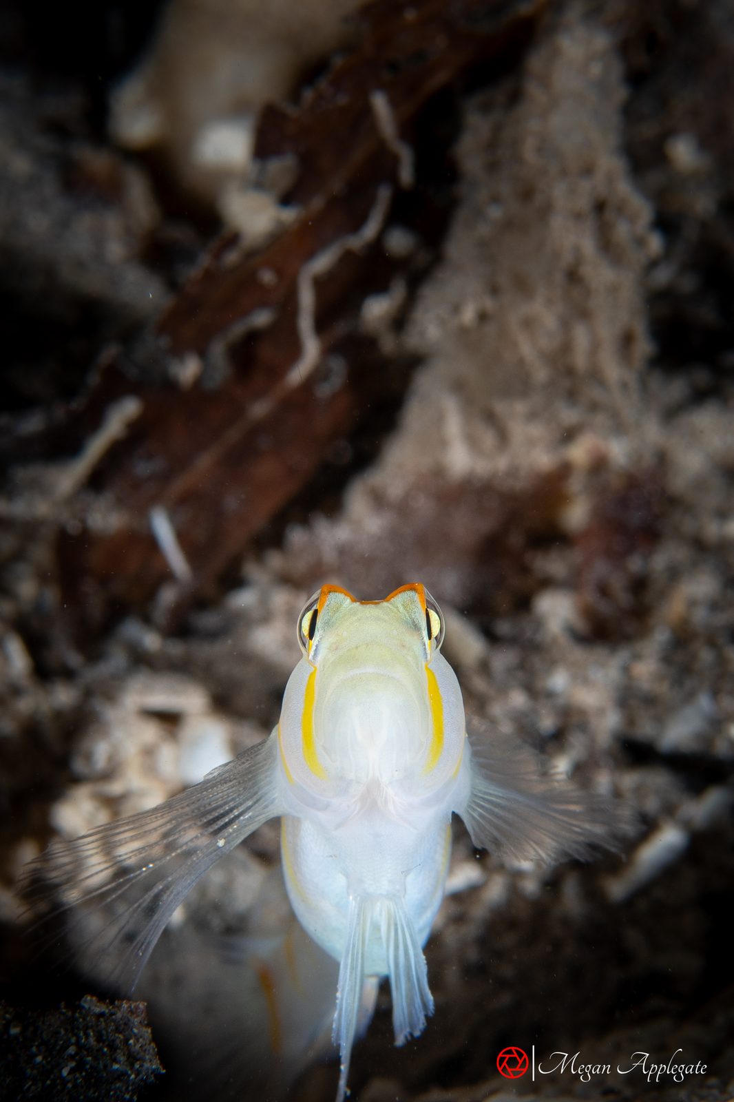 Randall’s shrimpgoby (Amblyeleotris randalli)