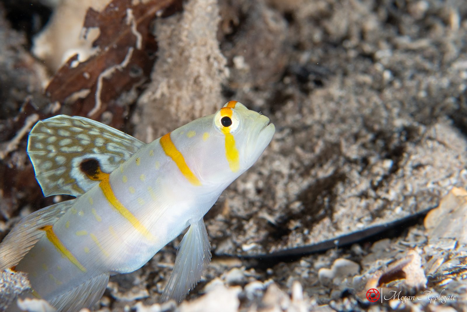 Randall’s shrimpgoby (Amblyeleotris randalli)