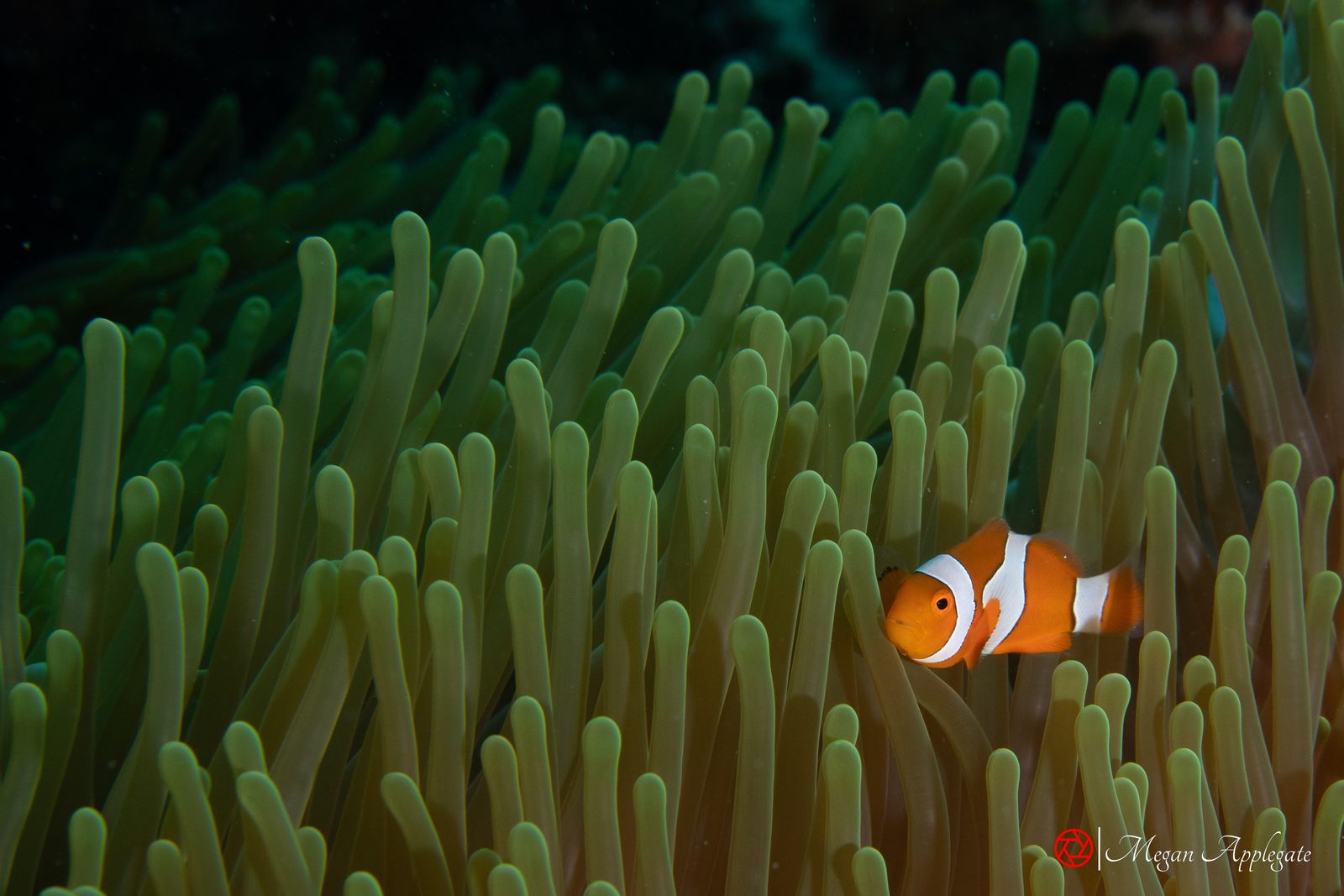 Orange clownfish (Amphiprion percula)