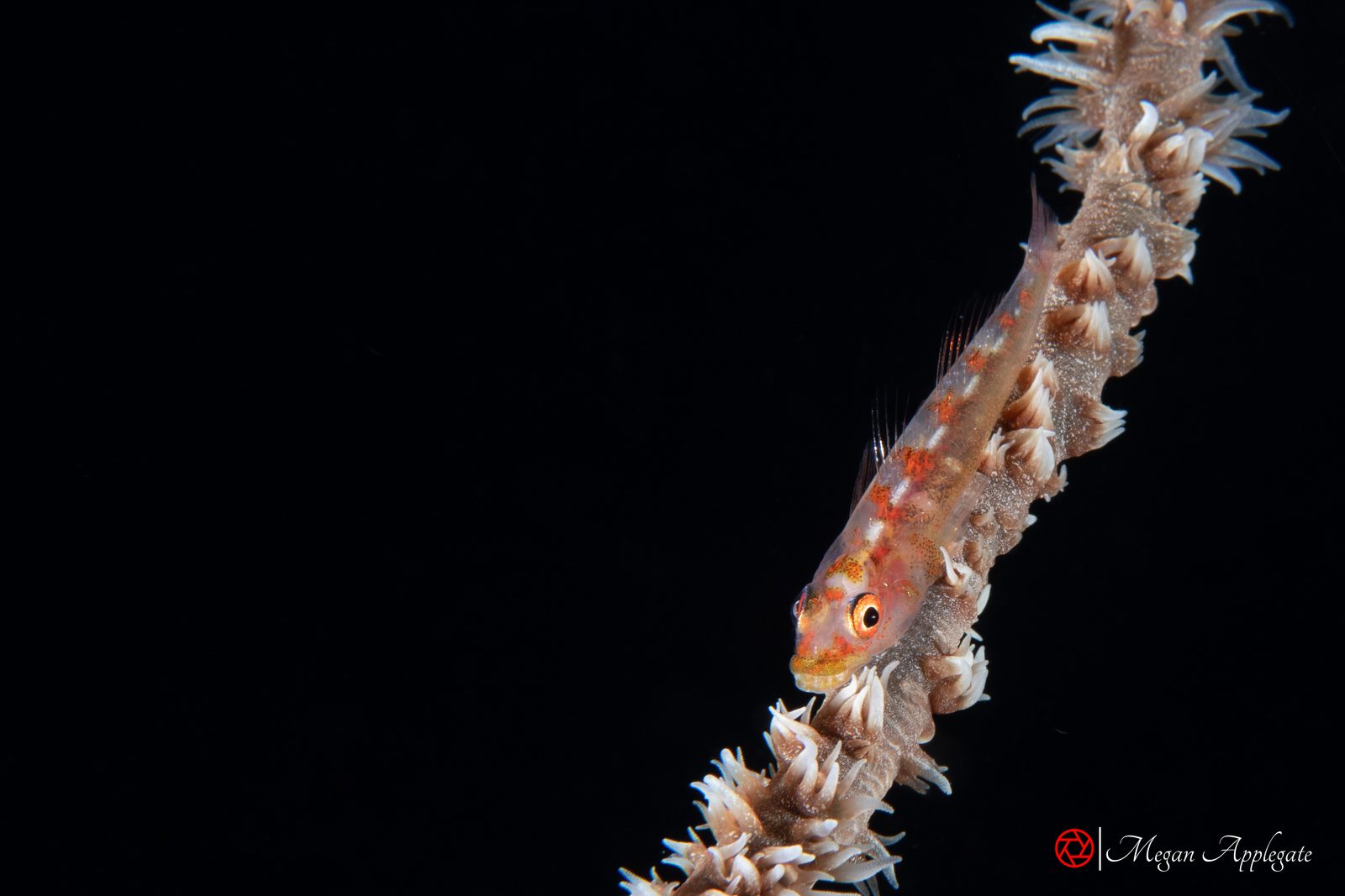 Whip coral goby