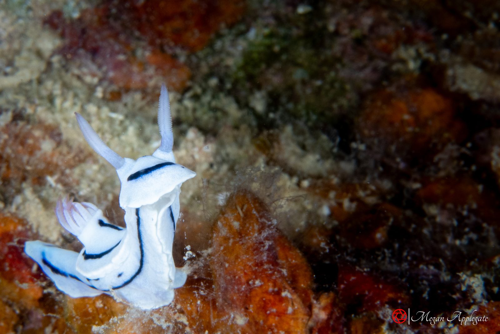 Willan’s chromodoris (Chromodoris willani)