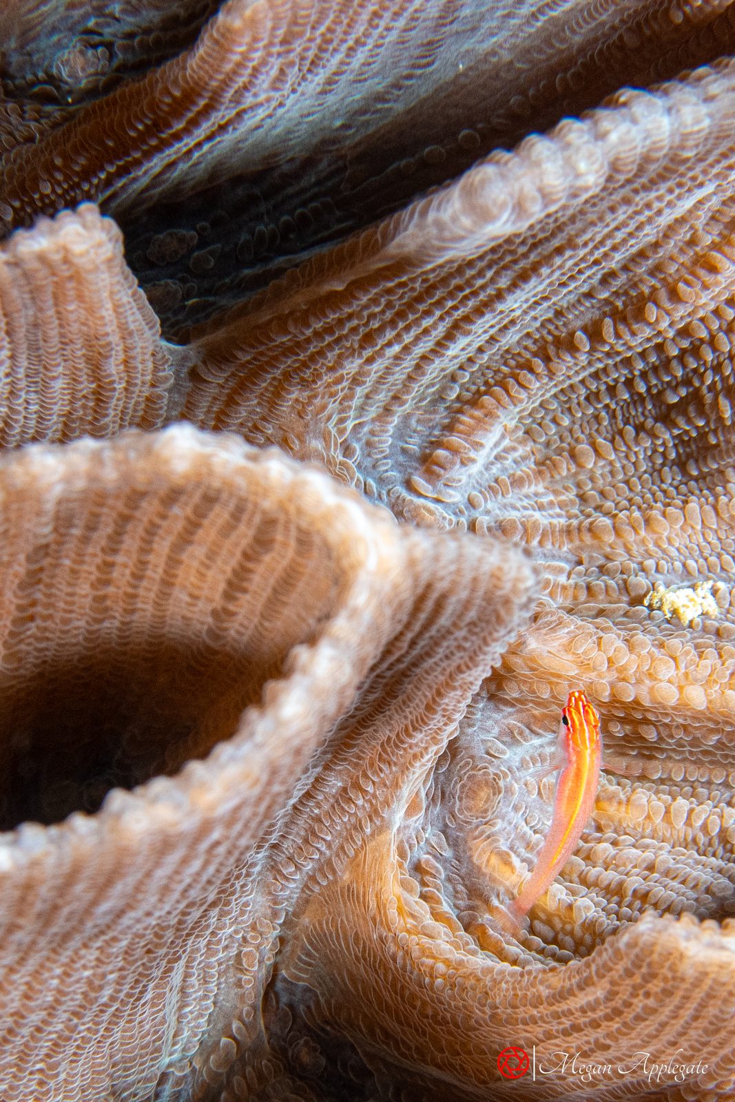 Neon dwarfgoby (Eviota atriventris)