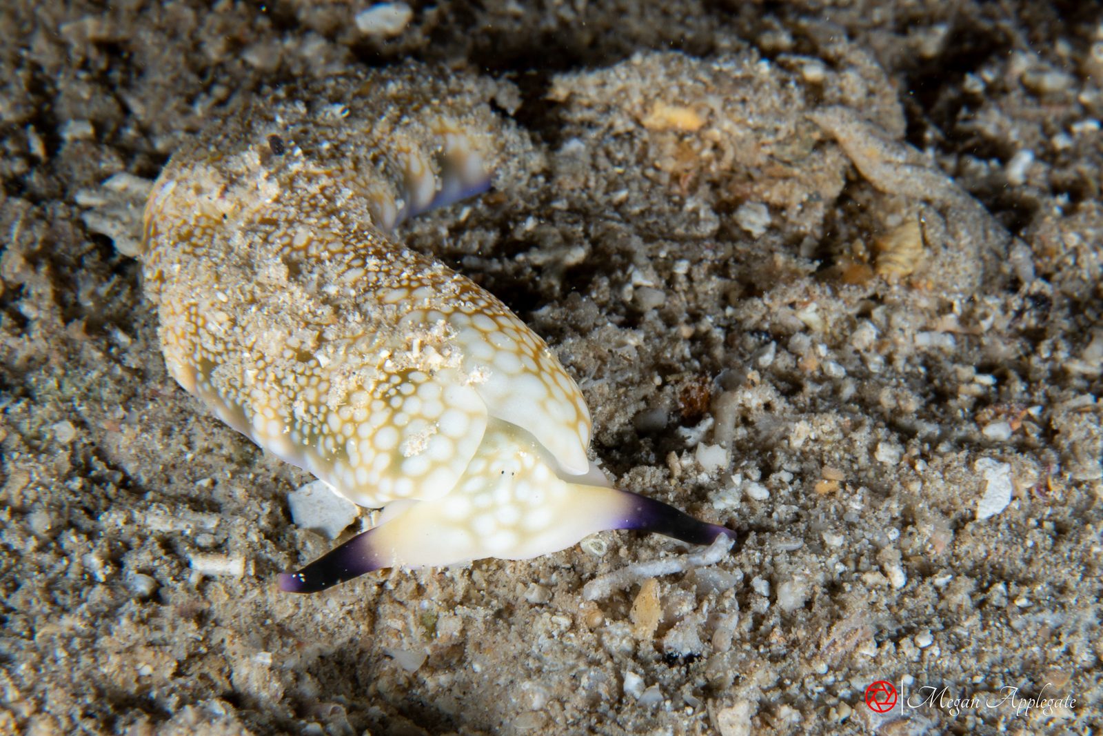 Papuan plakobranchus (Plakobranchus papua)