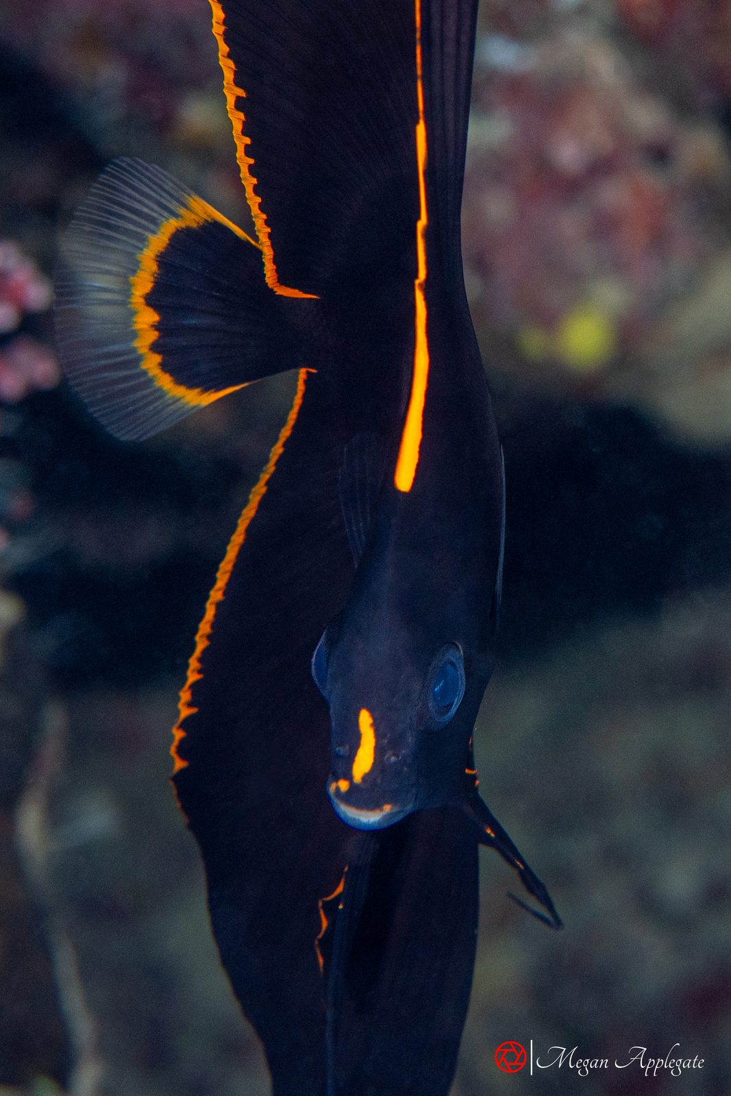 Pinnate batfish (juvenile) (Platax pinnatus)