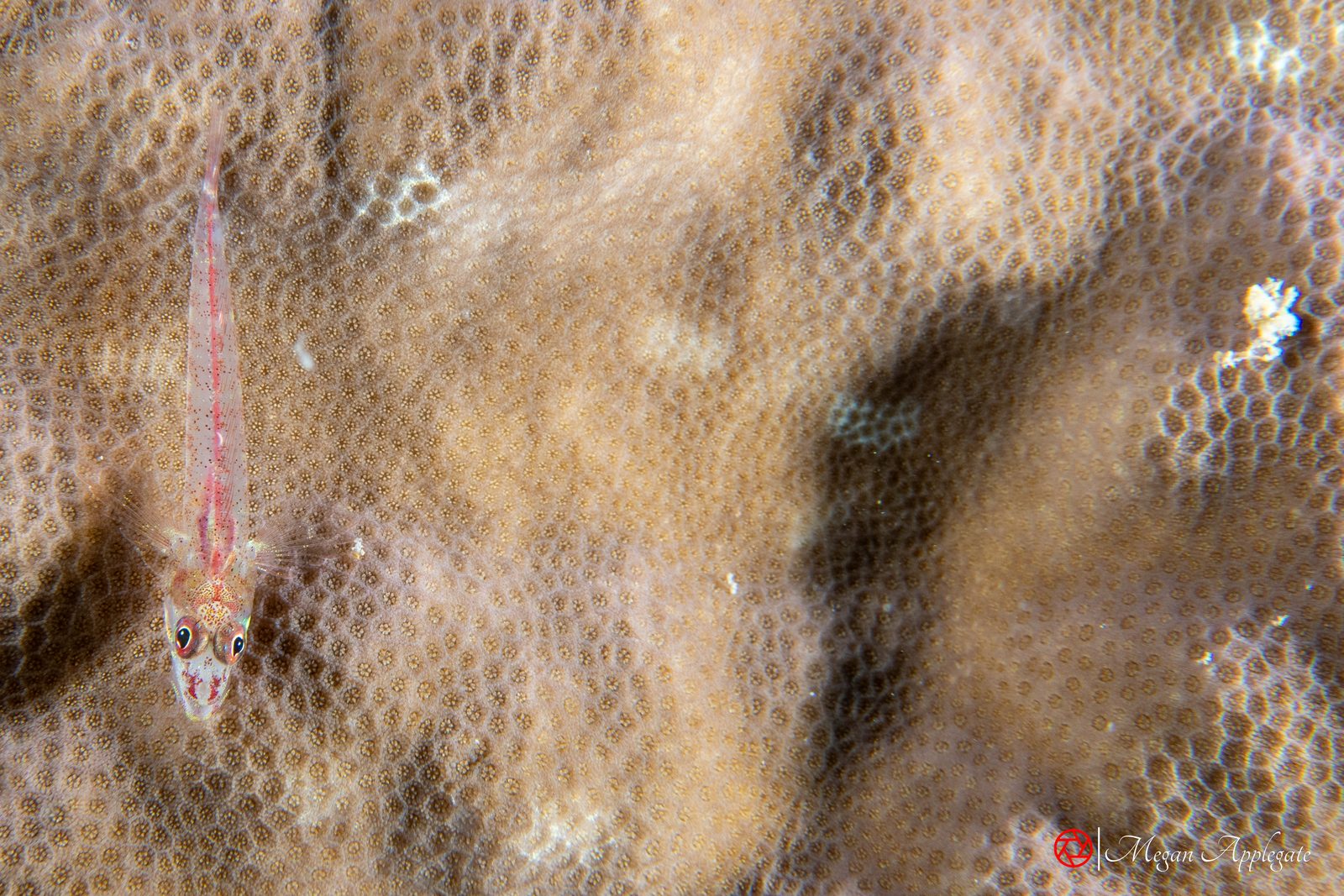 Elongate ghostgoby (Pleurosicya elongata)