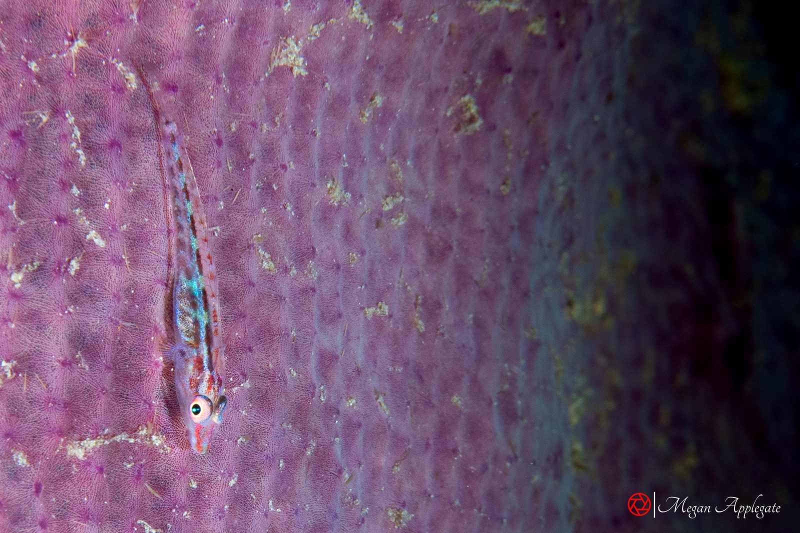 Elongate ghostgoby (Pleurosicya elongata)