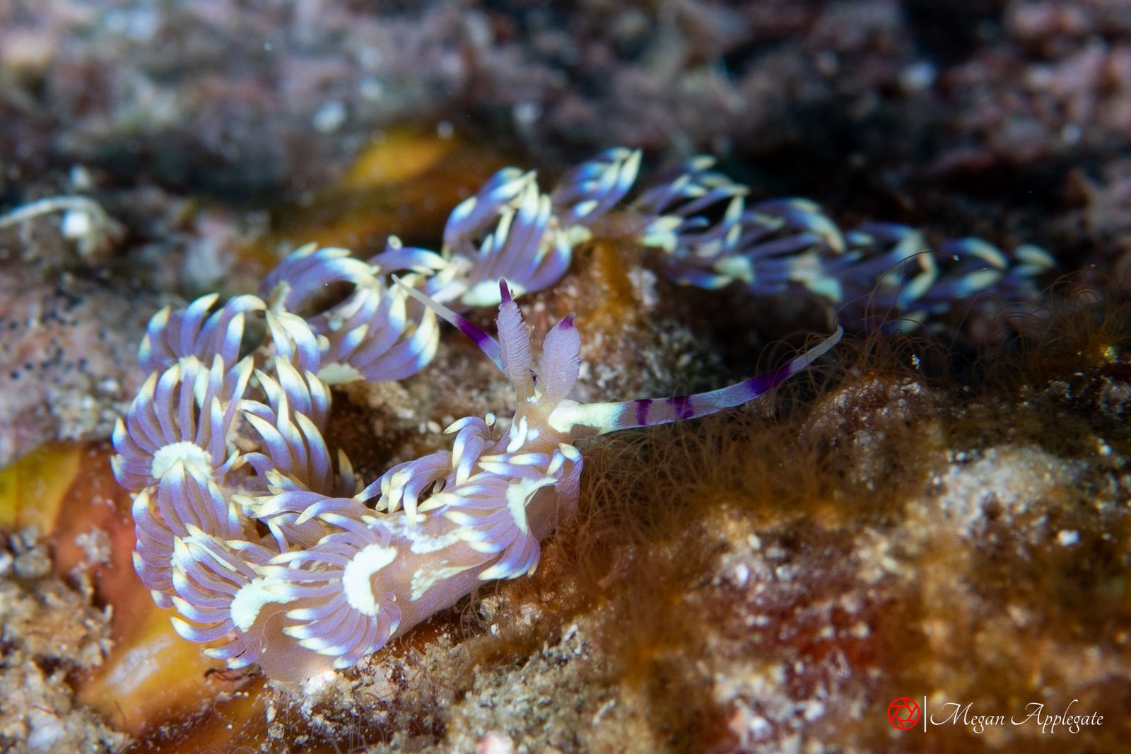 Blue dragon nudibranch (Pteraeolidia semperi)