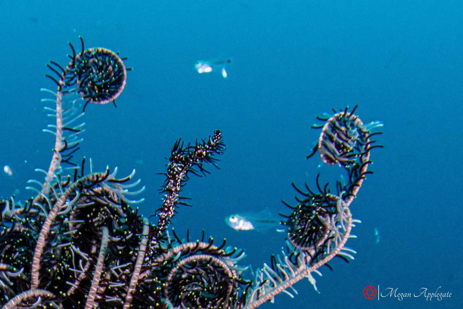 Ornate ghost pipefish (Solenostomus paradoxus)