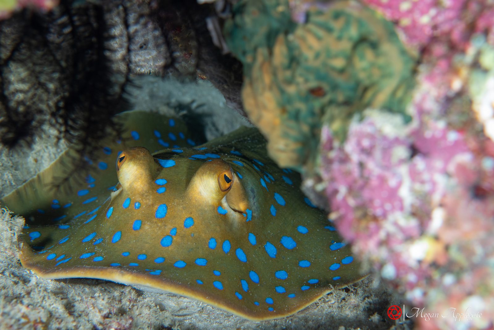 Oceania fantail ray (Taeniura lessoni)