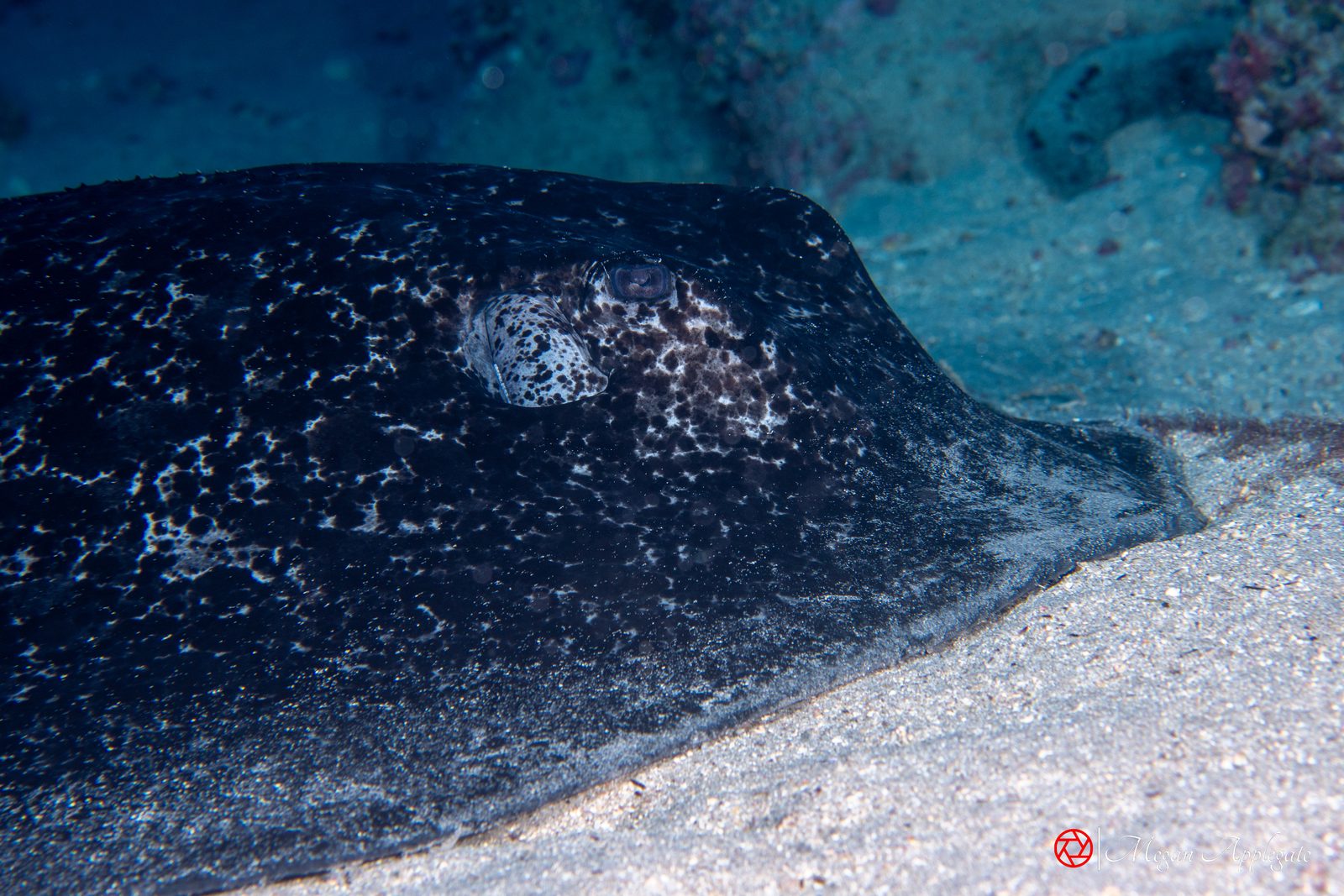 Blotched fantail ray (marbled ray) (Taeniurops meyeni)