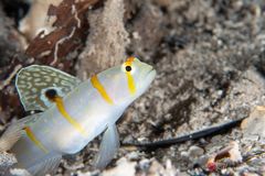 Randall’s shrimpgoby (Amblyeleotris randalli)
