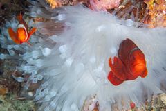 Spinecheek anemonefish (Amphiprion biaculeatus)