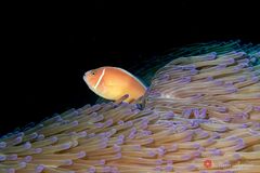 Pink anemonefish (Amphiprion perideraion)