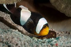 Saddleback anemonefish (Amphiprion polymnus)
