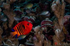 Flame angelfish (Centropyge loriculus)