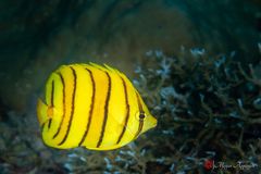 Eightband butterflyfish (Chaetodon octofasciatus)