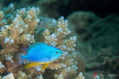 Burt’s damselfish (Solomons demoiselle) (Chrysiptera burtjonesi)
