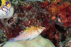 Dwarf hawkfish (Cirrhitichthys falco)