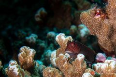 Red-streaked blenny (Cirripectes stigmaticus)