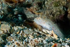 Silverspot shrimpgoby (Ctenogobiops crocineus)