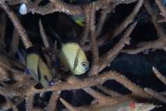 Reticulate dascyllus (Dascyllus reticulatus)