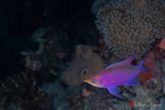 Purple anthias (Mirolabrichthys tuka)