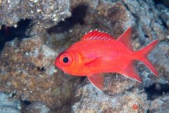 Whitetip soldierfish (Myripristis vittata)