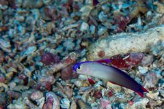 Elegant firefish (decorated dartfish) (Nemateleotris decora)