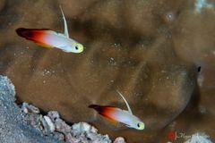 Fire dartfish (Nemateleotris magnifica)