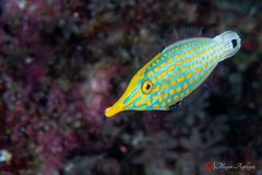 Harlequin filefish (longnose filefish) (Oxymonacanthus longirostris)