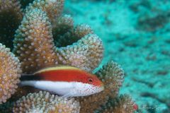 Freckled hawkfish (Paracirrhites forsteri)