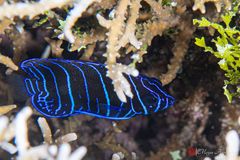 Semicircle angelfish (Pomacanthus semicirculatus)