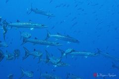 Blackfin barracuda (Sphyraena qenie)