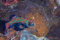 Mandarinfish (Synchiropus splendidus)