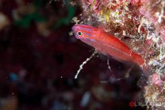 Stripehead pygmygoby (Trimma striatum)