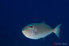 Gilded triggerfish (Xanthichthys auromarginatus)