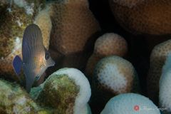 Brushtail tang (Zebrasoma scopas)