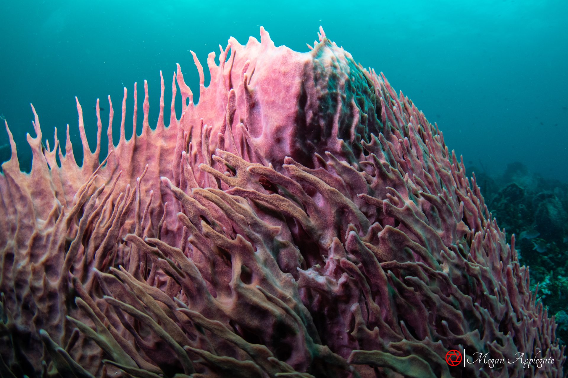 Barrel sponge at Tobago