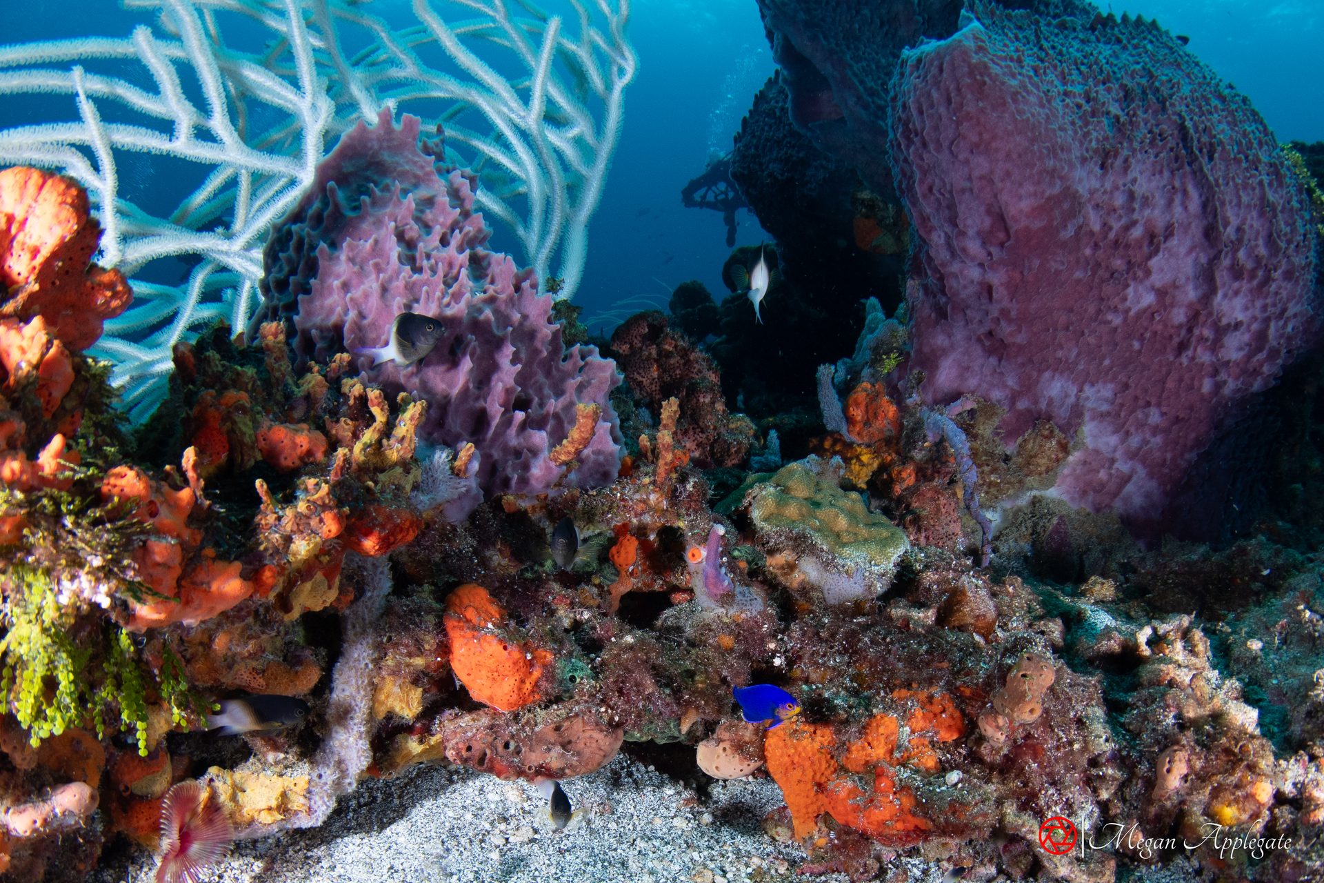 Barrel sponges, sea rods and reef fish at Tobago
