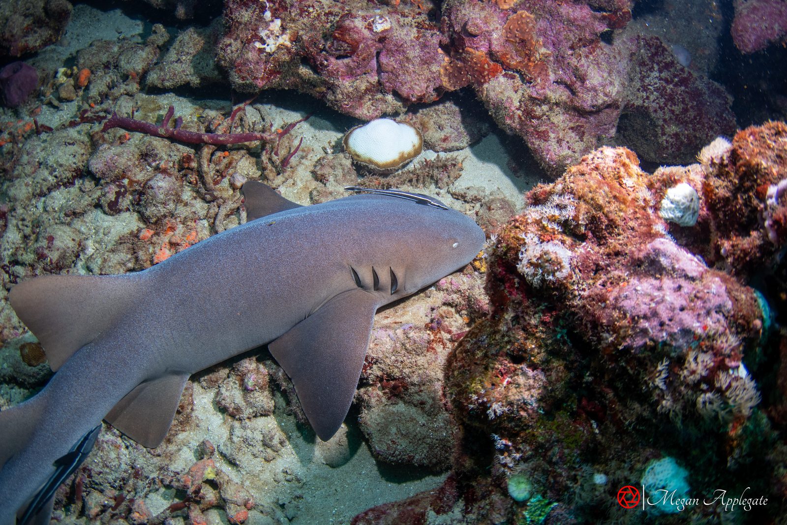 Nurse shark (Ginglymostoma cirratum)