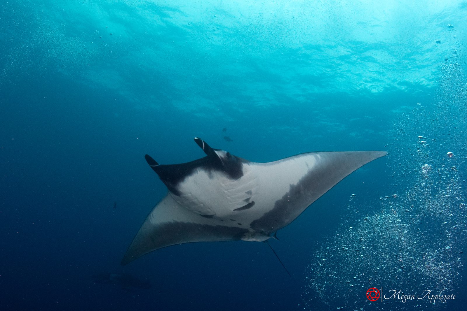 Manta rays