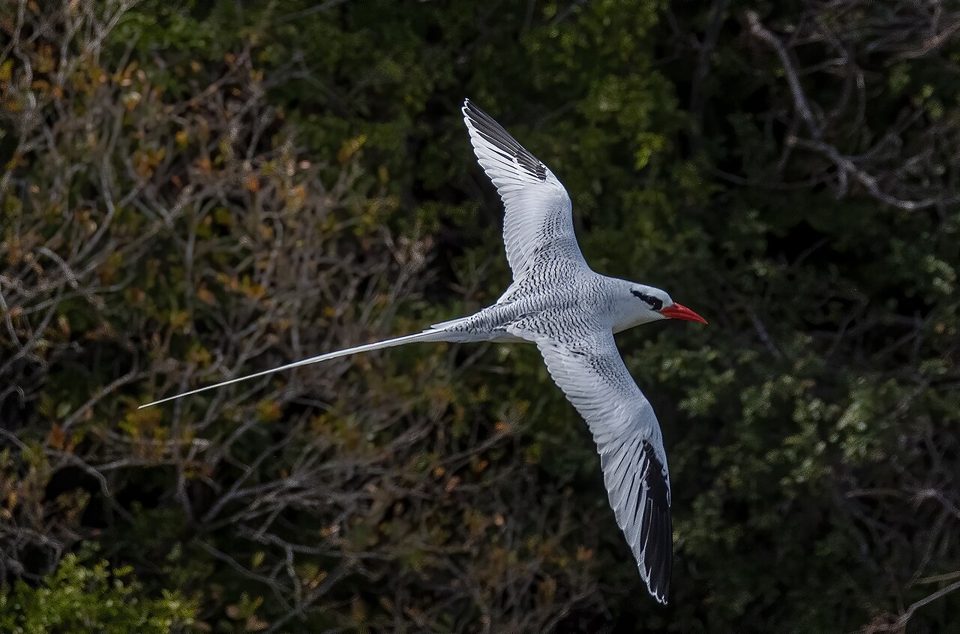 Red-billed tropicbirds