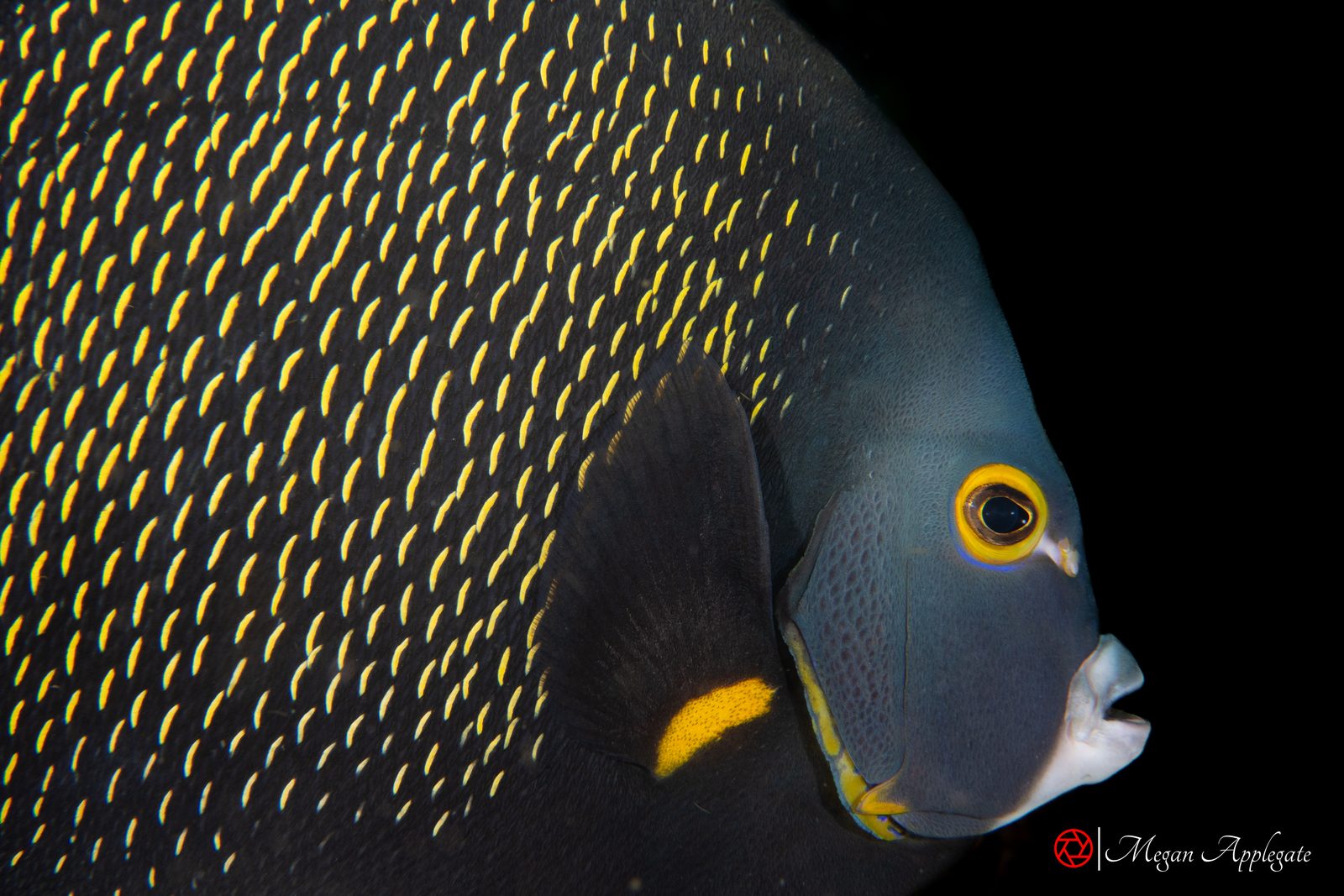 French angelfish
