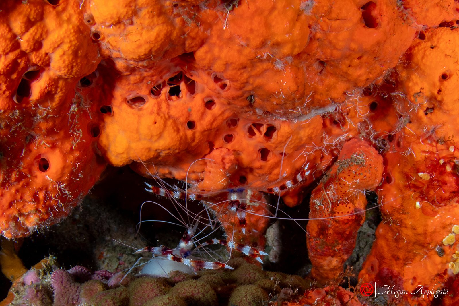 Banded coral shrimp