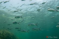 Blue runner (Caranx crysos)