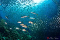 Horse-eye jack (Caranx latus)