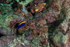 Flameback angelfish (Centropyge aurantonotus)